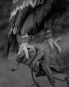 THE HAWK - COLLECTOR EDITON (NEW)