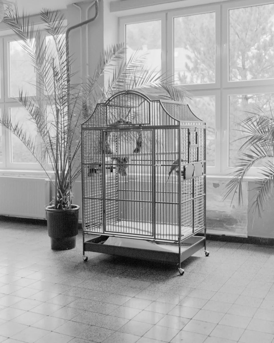THE HAWK (OUT OF STOCK)